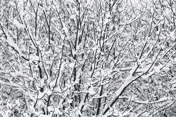 black and white background snow
