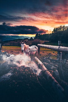 Horse in the sunset