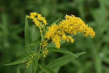 Gros plan d'une inflorescence de Verge d’or géante (solidago gigantea) fleurissant dans la campagne