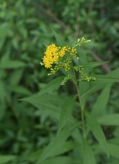 Verge d’or géante (solidago gigantea) fleurissant dans la campagne
