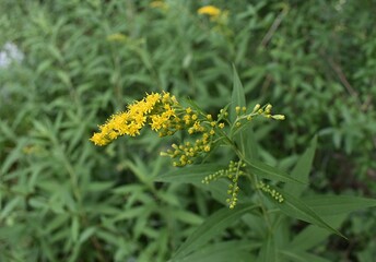 Verge d’or géante (solidago gigantea) fleurissant dans la campagne