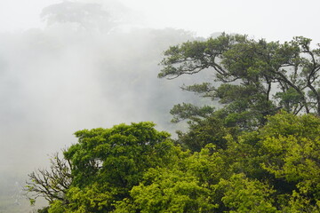 Obraz na płótnie Canvas Rainforest in Central America, Costa Rica.
