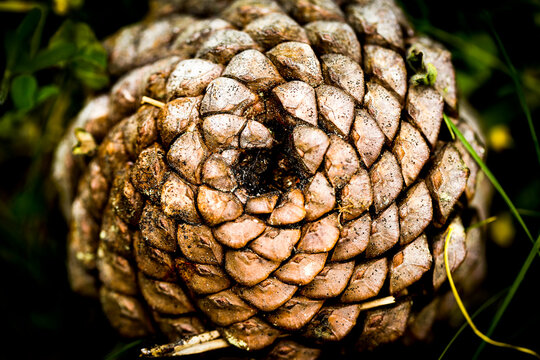 close up of pine cone