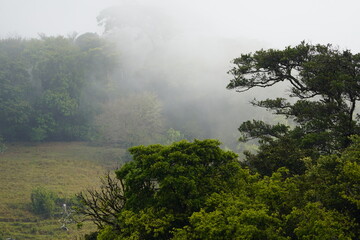 Rainforest in Central America, Costa Rica.