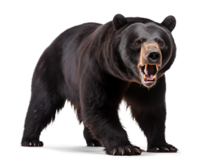 Scary aggressive black bear with open mouth