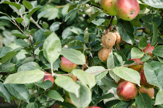 Gardening. Horticulture crops. Fruits infected by the apple monilia fructigena