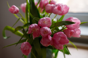 Beautiful pink tulips in a vase