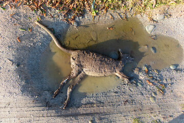 Photograph of a dead Bennetts Wallaby lying in a water puddle in the sunshine on a dirt road on King Island in the Bass Strait of Tasmania in Australia