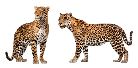Two leopard couple on isolated background