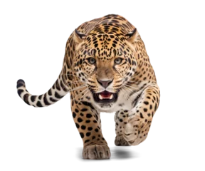 scary leopard in hunting mode, isolated on transparent background © FP Creative Stock