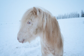 Obraz na płótnie Canvas Icelandic horse in winter