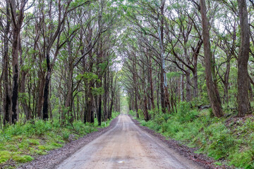 Obraz premium Photograph of a dirt road running through a large forest recovering from bushfire in the Central Tablelands in New South Wales in Australia
