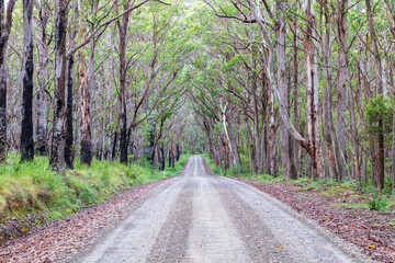 Photograph of a dirt road running through a large forest recovering from bushfire in the Central...