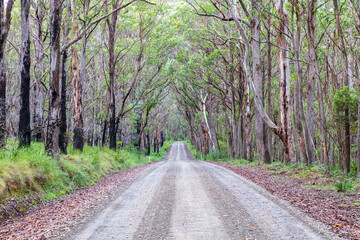 Photograph of a dirt road running through a large forest recovering from bushfire in the Central Tablelands in New South Wales in Australia