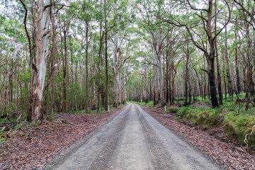 Obraz premium Photograph of a dirt road running through a large forest recovering from bushfire in the Central Tablelands in New South Wales in Australia