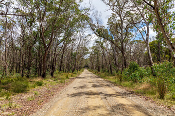 Photograph of a dirt road running through a large forest recovering from bushfire in the Central Tablelands in New South Wales in Australia