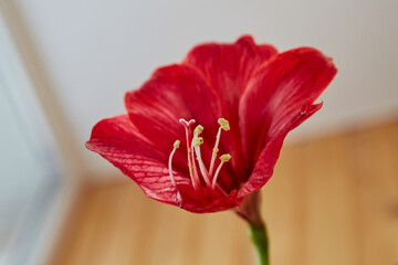 Close-up of a large red lily flower in a room, view from below