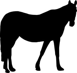 black Horse Silhouette png Vector Illustration. Wild Horse racing PNG on transparent background