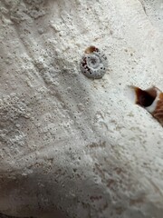 seashell surface texture
