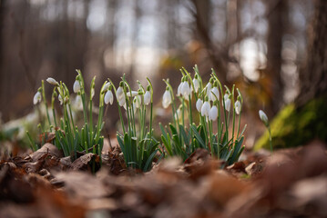 Przebiśniegi w lesie, wiosenne tło  © Elżbieta Kaps