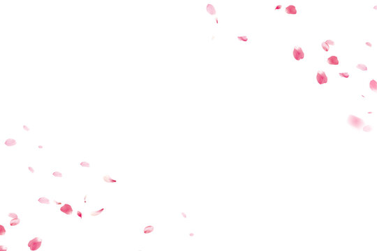 Pink Rose Petals Overlays for Photography . Petals Falling from the Sky . Real Images on transparent background Ultra HD Quality 4K PNG