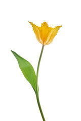 Yellow tulip isolated on white background