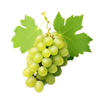 Green grapes with leaf soft smooth lighting