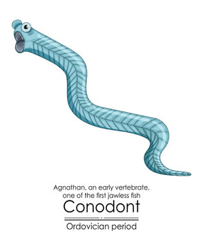 Conodont an Ordovician period jawless vertebrate. Colorful illustration on a white background