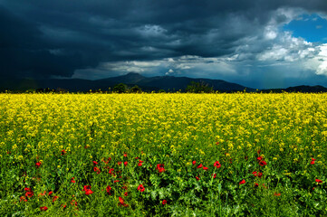 Close to Ambelonas town (Tirnavos municipality), on the road to Giannouli. In the background, Kissavos mountain. Larissa, Thessaly, Greece.