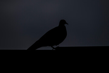 Photograph of a Bronze Wing Pigeon standing on a tiled roof in the Blue Mountains in New South...