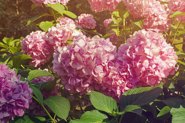 Beautiful pink flowers of Hydrangea ( Hydrangea macrophylla ) in garden