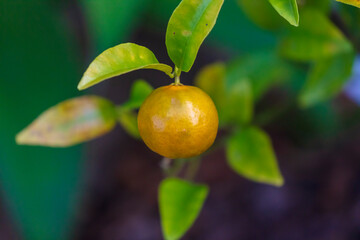Photograph of orange colored Mandarins growing in a domestic garden in the Blue Mountains in New South Wales in Australia