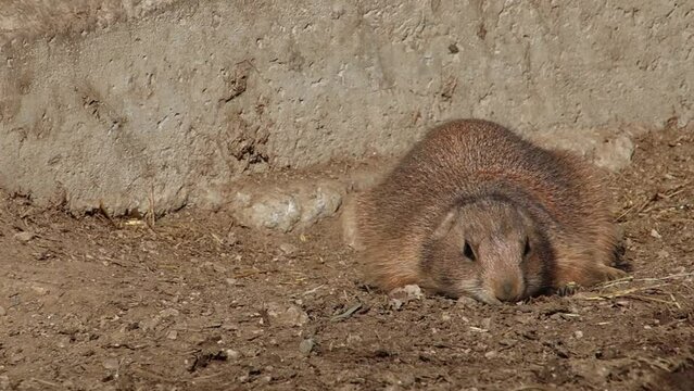 short clip of a black-tailed prairie dog - Cynomys ludovicianus