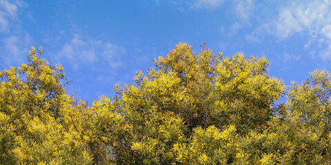 Springtime. Bright yellow flowers of Acacia dealbata tree against  sky