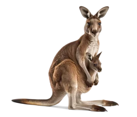 Foto auf Acrylglas Antireflex Female kangaroo with its baby on on its pouch © FP Creative Stock