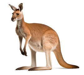 Fototapeta premium Side view of a kangaroo