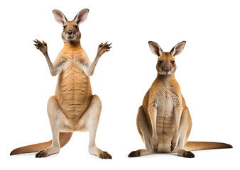 Funny kangaroo isolated on transparent background