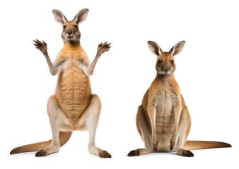 Rolgordijnen Funny kangaroo isolated on transparent background © FP Creative Stock