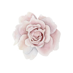 Pink rose hip flower. Floral watercolor illustration hand painted isolated on white background.