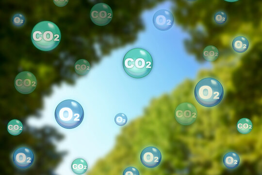 Tree canopy with oxygen O2 and carbon dioxide CO2 molecules - Carbon dioxide absorption and oxygen release concept