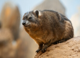 The rock hyrax (Procavia capensis), also called dassie, Cape hyrax, rock rabbit
