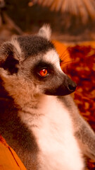 Close-up of a Lemur with Bright Red Eyes