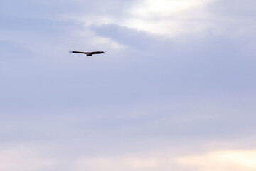 Wildlife birds, vulture in the sky