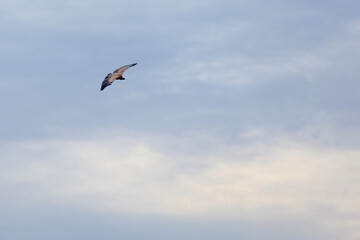Wildlife birds, vulture in the sky