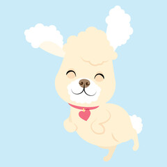Fototapeta premium White curly little cute poodle