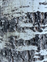 tree bark texture