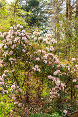 Beautiful blooming tree rhododendron (Rhododendron arboreum) in the botanical garden