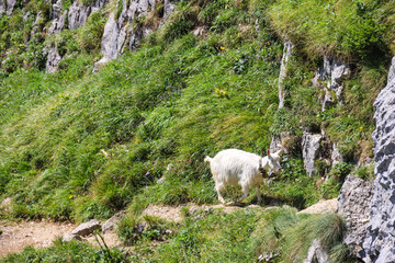 White goat with bell grazing in the Swiss Alps, near Appenzell in the Alpstein mountain range, Ebenalp, Switzerland