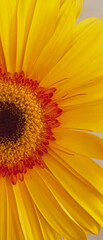 Yellow gerbera with orange petelals wallpaper background for your mobile phone