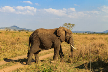 African elephant crossing a road in savanna in Serengeti National park in Tanzania